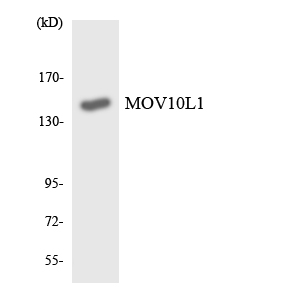 Western blot of the lysates from HT-29 cells using MOV10L1 antibody.