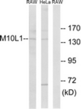Western blot of extracts from HeLa/RAW264.7 cells, using MOV10L1 Antibody. The lane on the right is treated with the synthesized peptide.