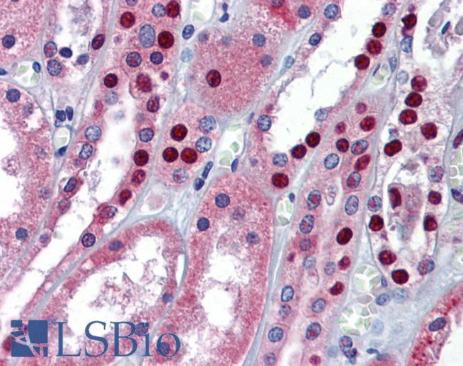 Anti-MPDZ antibody IHC of human kidney. Immunohistochemistry of formalin-fixed, paraffin-embedded tissue after heat-induced antigen retrieval. Antibody LS-B5738 concentration 5 ug/ml.