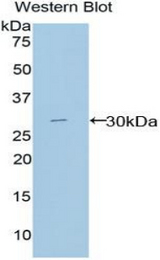 Western blot of recombinant MPEG1.