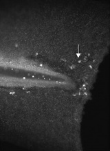 Whole-mount IHC analysis of zebrafish embryo probed with anti-MPEG-1 antibody. Macrophage-like cells (see white arrow) responding to wounding can be observed with the 1:1000 antibody dilution.