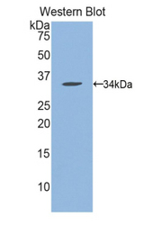 Western blot of recombinant MPG.