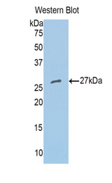 Western blot of recombinant MPG.