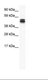 NIH 3T3 Cell Lysate