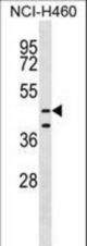 MPND Antibody western blot of NCI-H460 cell line lysates (35 ug/lane). The MPND antibody detected the MPND protein (arrow).