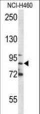 MPO Antibody western blot of NCI-H460 cell line lysates (35 ug/lane). The MPO antibody detected the MPO protein (arrow).