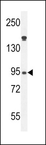 Myeloperoxidase Antibody western blot of HL-60 cell line lysates (35 ug/lane). The Myeloperoxidase antibody detected the Myeloperoxidase protein (arrow).