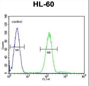 Myeloperoxidase Antibody flow cytometry of HL-60 cells (right histogram) compared to a negative control cell (left histogram). FITC-conjugated goat-anti-rabbit secondary antibodies were used for the analysis.