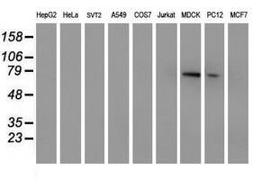 Western blot of extracts (35 ug) from 9 different cell lines by using anti-MPP5 monoclonal antibody (HepG2: human; HeLa: human; SVT2: mouse; A549: human; COS7: monkey; Jurkat: human; MDCK: canine; PC12: rat; MCF7: human).