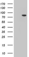 HEK293T cells were transfected with the pCMV6-ENTRY control (Left lane) or pCMV6-ENTRY MPP5 (Right lane) cDNA for 48 hrs and lysed. Equivalent amounts of cell lysates (5 ug per lane) were separated by SDS-PAGE and immunoblotted with anti-MPP5.
