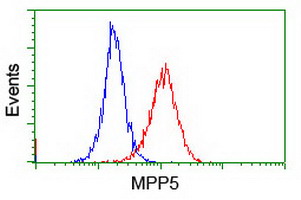 Flow cytometry of Jurkat cells, using anti-MPP5 antibody (Red), compared to a nonspecific negative control antibody (Blue).