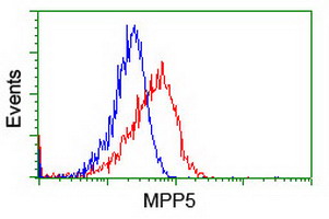 Flow cytometry of HeLa cells, using anti-MPP5 antibody (Red), compared to a nonspecific negative control antibody (Blue).
