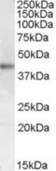 Antibody (1 ug/ml) staining of Human Skin lysate (35 ug protein in RIPA buffer). Primary incubation was 1 hour. Detected by chemiluminescence.