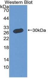 Western blot of recombinant MPP5.