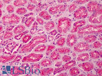 Anti-MPP5 antibody IHC of human kidney. Immunohistochemistry of formalin-fixed, paraffin-embedded tissue after heat-induced antigen retrieval. Antibody LS-B2285 concentration 5 ug/ml.