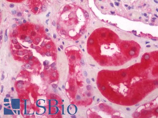 Anti-MPP5 antibody IHC staining of human kidney. Immunohistochemistry of formalin-fixed, paraffin-embedded tissue after heat-induced antigen retrieval. Antibody LS-B11316 dilution 1:100.