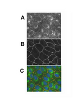ICC: A 1:100 dilution of this lot stains Pals1 in confluent MDCK cells