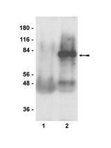 Immunoprecipitation/Immunoblot Analysis:Adult rat brain lysate was immunoprecipitated overnight with 2µl of non-specific rabbit IgG (lane 1) or anti-Pals1 (lane 2) and probed with anti-Pals1 (1:1000 dilution). Arrow indicates Pals1 (~77kDa). (Data provided courtesy Dr. James Fawcett, Mt. Sinai Hospital, Toronto, Ontario)