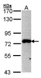 Sample (30 ug of whole cell lysate). A: 293T. 7.5% SDS PAGE. MPP5 antibody diluted at 1:500.