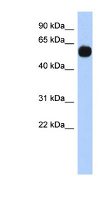 MPP7 antibody LS-C102536 Western blot of HT1080 cell lysate.