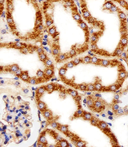 Immunohistochemical of paraffin-embedded M. kidney section using MPP7 Antibody. Antibody was diluted at 1:25 dilution. A peroxidase-conjugated goat anti-rabbit IgG at 1:400 dilution was used as the secondary antibody, followed by DAB staining.