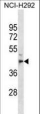 MPPE1 Antibody western blot of NCI-H292 cell line lysates (35 ug/lane). The MPPE1 antibody detected the MPPE1 protein (arrow).