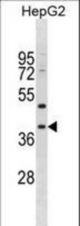 MPPED1 Antibody western blot of HepG2 cell line lysates (35 ug/lane). The MPPED1 antibody detected the MPPED1 protein (arrow).