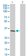 Western Blot analysis of MPPED2 expression in transfected 293T cell line by C11orf8 monoclonal antibody (M01A), clone 2G1-1B7.Lane 1: MPPED2 transfected lysate(33.81 KDa).Lane 2: Non-transfected lysate.