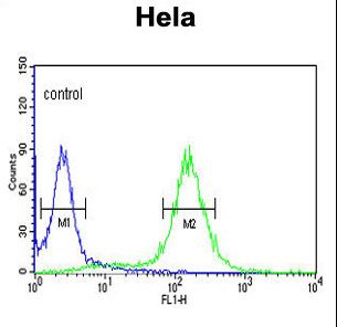 MPST Antibody flow cytometry of HeLa cells (right histogram) compared to a negative control cell (left histogram). FITC-conjugated goat-anti-rabbit secondary antibodies were used for the analysis.
