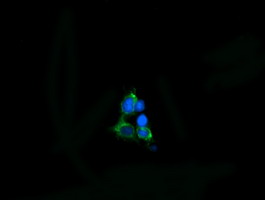 Anti-MPZL2 mouse monoclonal antibody immunofluorescent staining of COS7 cells transiently transfected by pCMV6-ENTRY MPZL2.