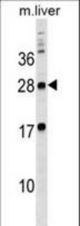 MPZL3 Antibody western blot of mouse liver tissue lysates (35 ug/lane). The MPZL3 antibody detected the MPZL3 protein (arrow).