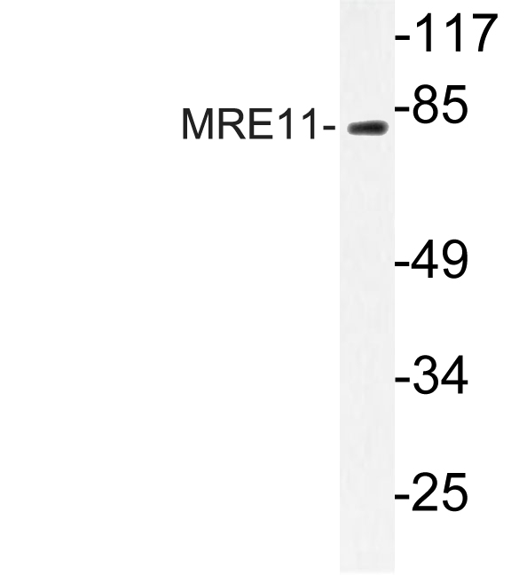 Western blot of MRE11 (L260) pAb in extracts from Jurkat cells.