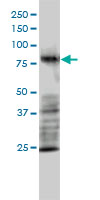 MRE11A monoclonal antibody (M01), clone 1D8-A6 Western Blot analysis of MRE11A expression in HL-60.
