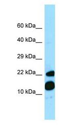 MRFAP1 / PGR1 antibody Western Blot of Fetal Heart.