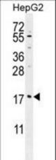 MRFAP1L1 Antibody western blot of HepG2 cell line lysates (35 ug/lane). The MRFAP1L1 antibody detected the MRFAP1L1 protein (arrow).