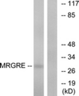 Western blot of extracts from HeLa cells, using MRGRE Antibody. The lane on the right is treated with the synthesized peptide.