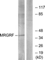 Western blot of extracts from HUVEC cells, using MRGRF Antibody. The lane on the right is treated with the synthesized peptide.