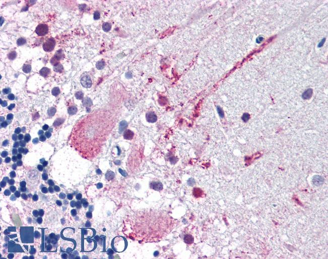 Anti-MRGPRF antibody LS-A1985 IHC of human brain, cerebellum. Immunohistochemistry of formalin-fixed, paraffin-embedded tissue after heat-induced antigen retrieval.