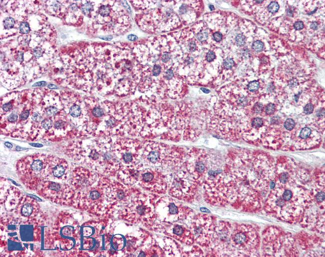 Anti-MRGPRF antibody LS-A1977 IHC of human adrenal. Immunohistochemistry of formalin-fixed, paraffin-embedded tissue after heat-induced antigen retrieval.