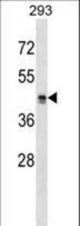 MRGPRX2 Antibody western blot of 293 cell line lysates (35 ug/lane). The MRGPRX2 antibody detected the MRGPRX2 protein (arrow).