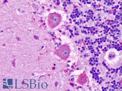 Anti-MRGPRX3 / MRGX3 antibody IHC of human brain, cerebellum, Purkinje neurons. Immunohistochemistry of formalin-fixed, paraffin-embedded tissue after heat-induced antigen retrieval. Antibody LS-A5120 dilution 21 ug/ml.
