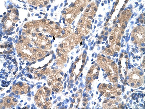 RAE1 antibody LS-C30321 was used in IHC to stain formalin-fixed, paraffin-embedded human kidney.