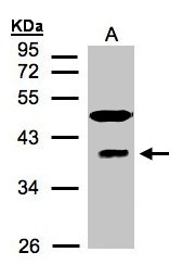 Sample (30 ug of whole cell lysate). A: HeLa S3. 12% SDS PAGE. MRNP41 / RAE1 antibody diluted at 1:1500