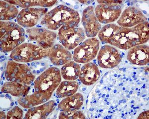 IHC of paraffin-embedded human kidney tissue using anti-RAE1 antibody.