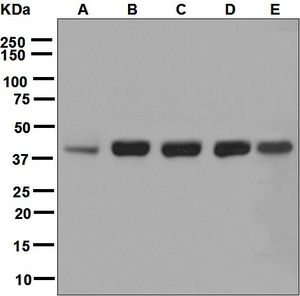 Western blot analysis on (A) MCF-7, (B) HeLa, (C) HepG2, (D) 293T, and (E) SH-SY5Y cell lysates using anti-RAE1 antibody.