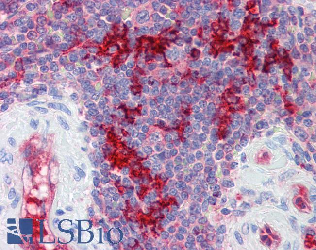 Anti-RAE1 antibody IHC of human spleen. Immunohistochemistry of formalin-fixed, paraffin-embedded tissue after heat-induced antigen retrieval. Antibody LS-B3539 concentration 5 ug/ml.