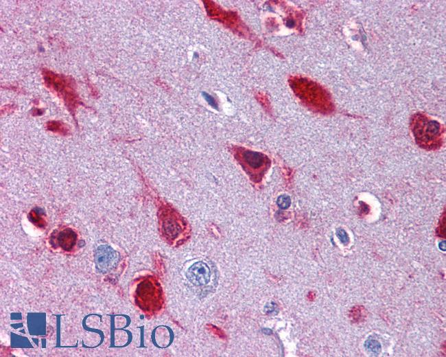 Anti-RAE1 antibody IHC of human brain, cortex. Immunohistochemistry of formalin-fixed, paraffin-embedded tissue after heat-induced antigen retrieval. Antibody LS-B4325 concentration 3.75 ug/ml.