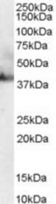 Antibody staining (0.03 ug/ml) of HepG2 lysate (RIPA buffer, 30 ug total protein per lane). Primary incubated for 1 hour. Detected by Western blot of chemiluminescence.