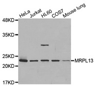 Western blot analysis of extracts of various cell lines, using MRPL13 antibody.