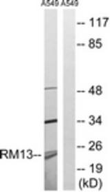 Western blot of extracts from A549 cells, using MRPL13 Antibody. The lane on the right is treated with the synthesized peptide.